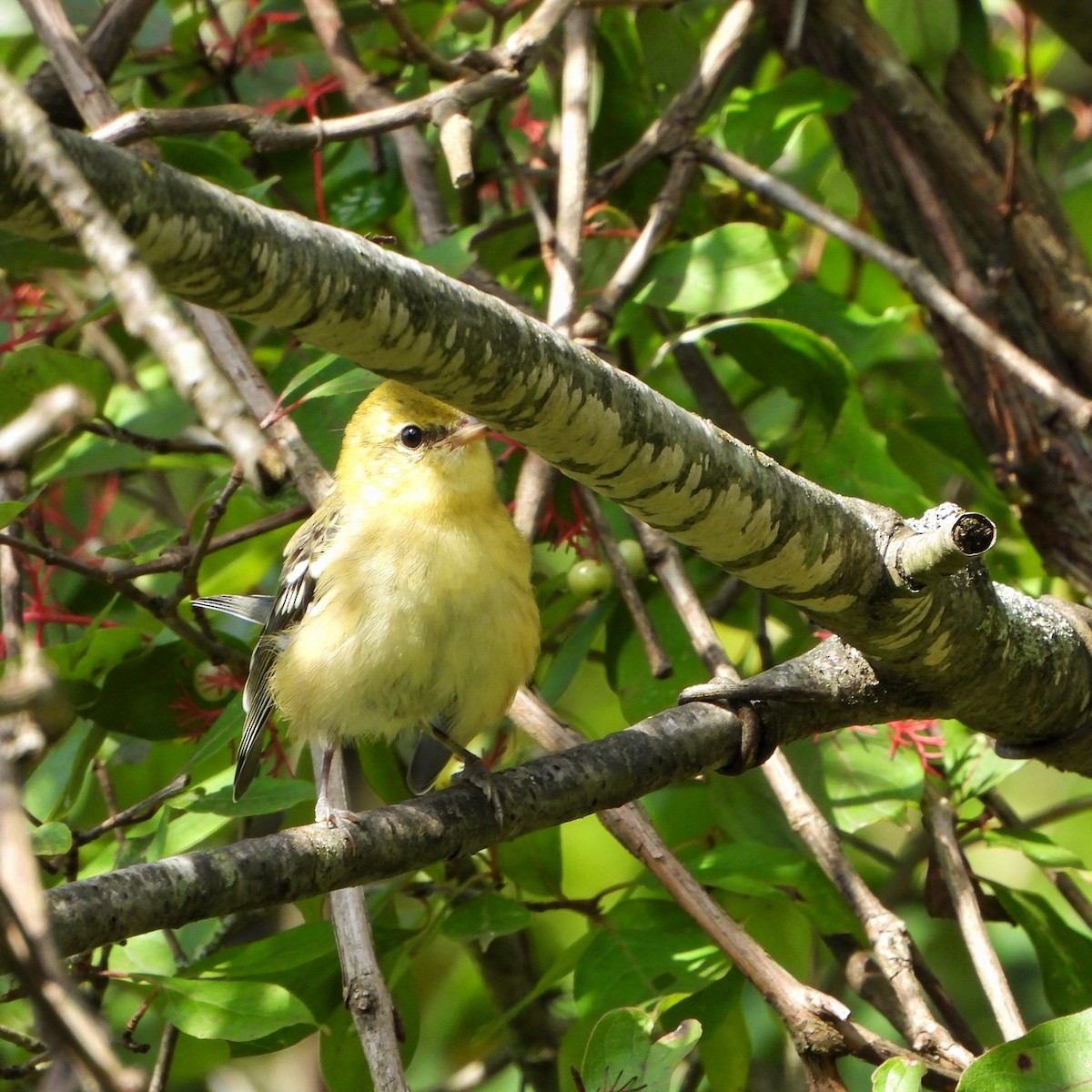 Bay-breasted Warbler - ML641040736