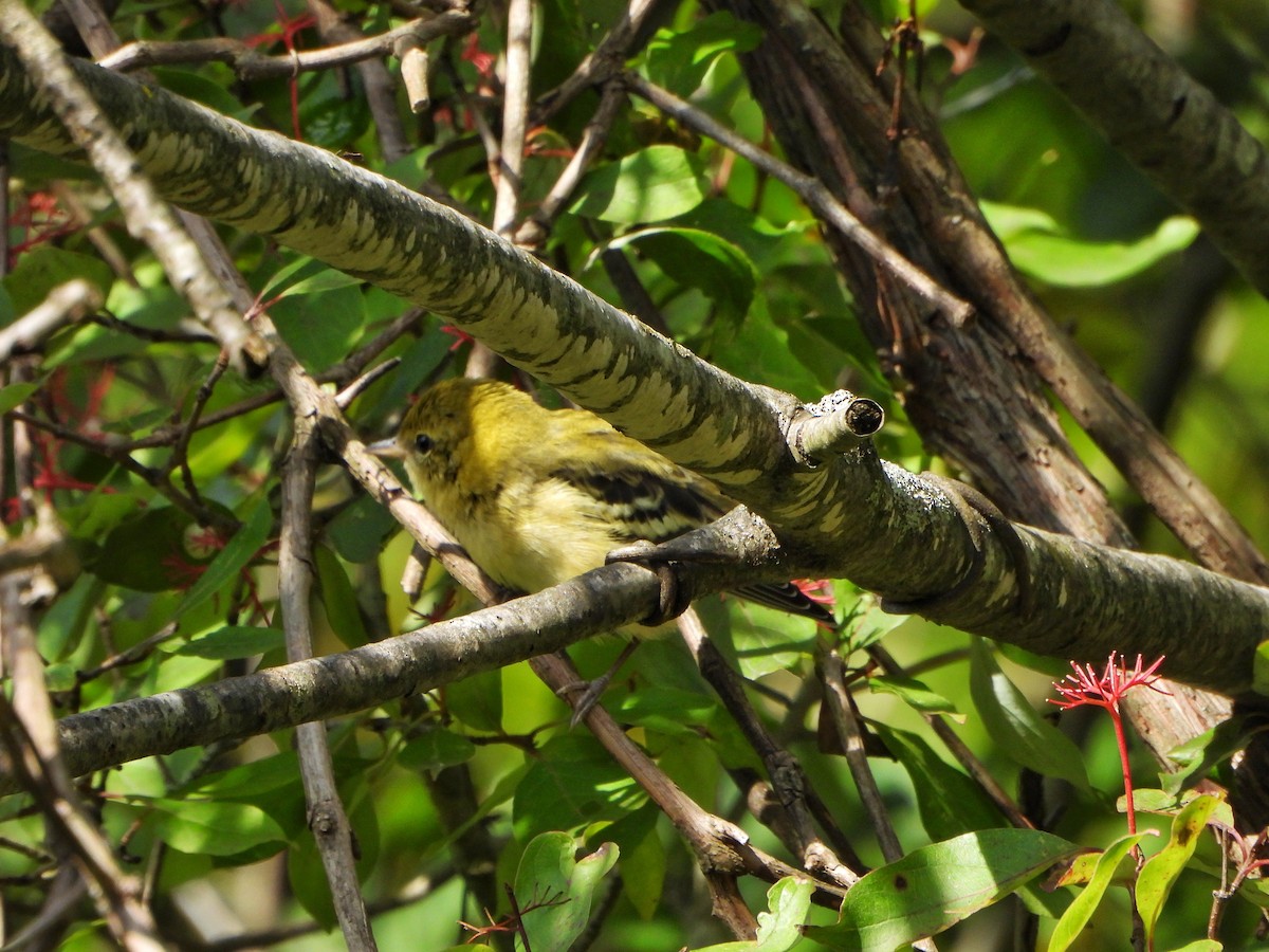 Bay-breasted Warbler - ML641040737
