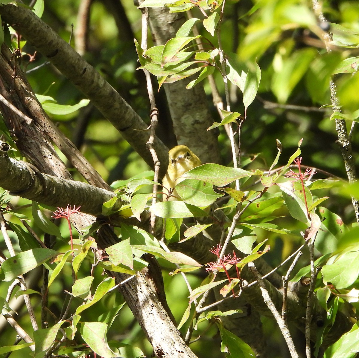 Bay-breasted Warbler - ML641040738