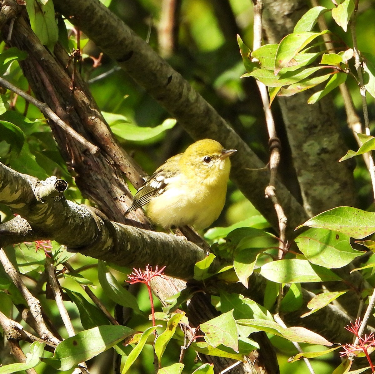 Bay-breasted Warbler - ML641040739