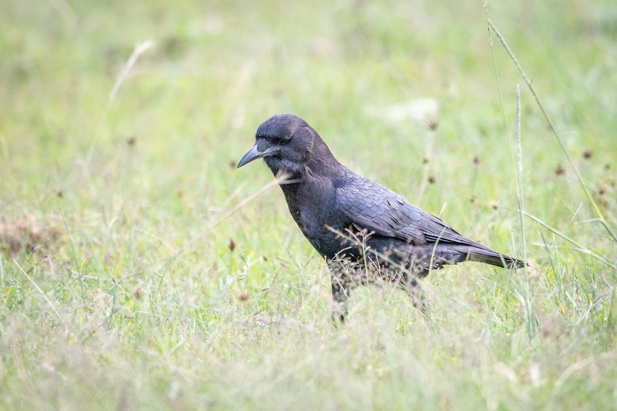 Cape Crow - ML641040752