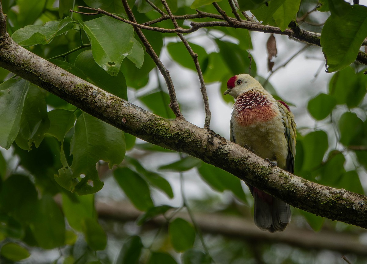 Many-colored Fruit-Dove - ML641040756
