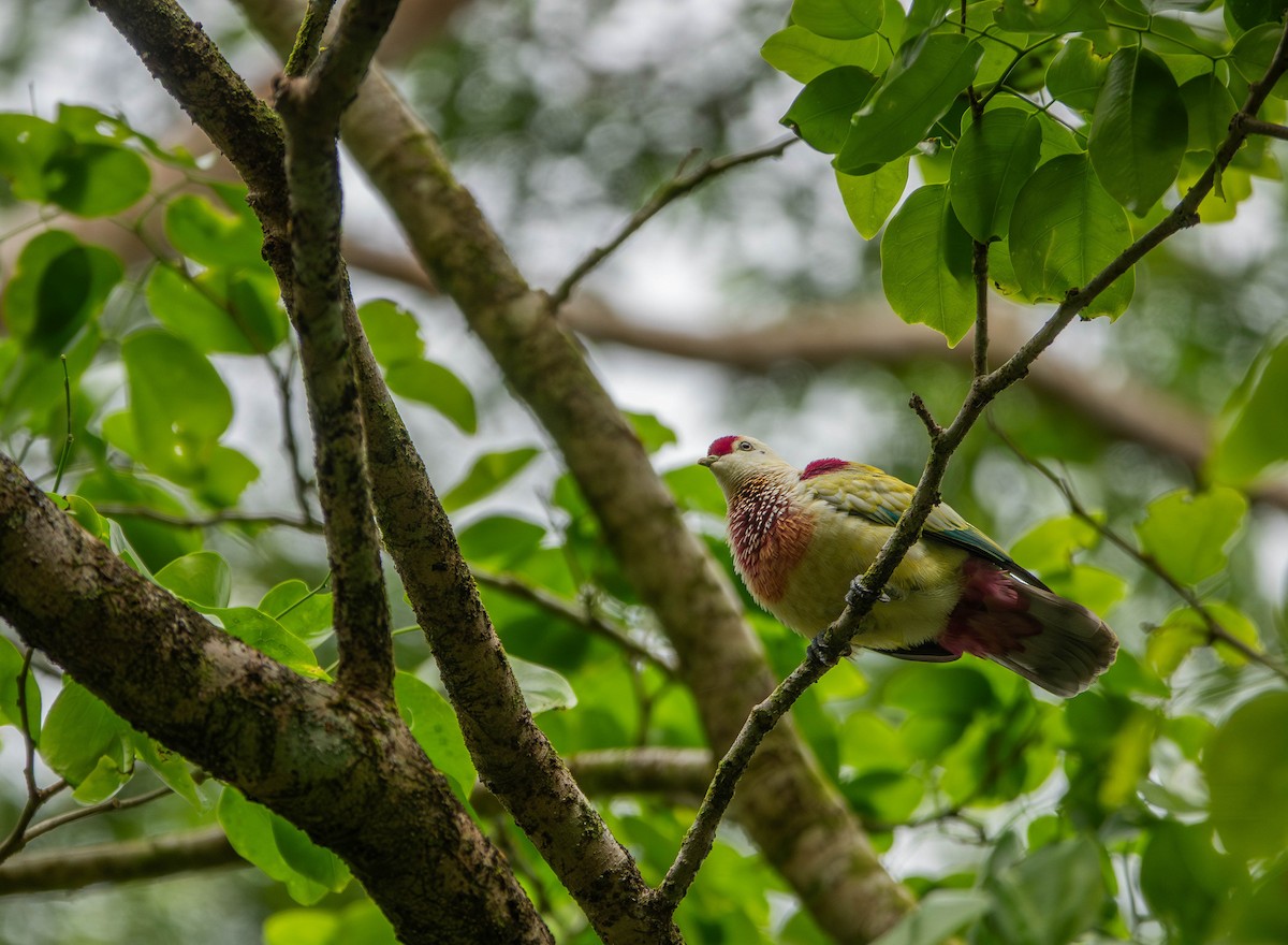 Many-colored Fruit-Dove - ML641040757