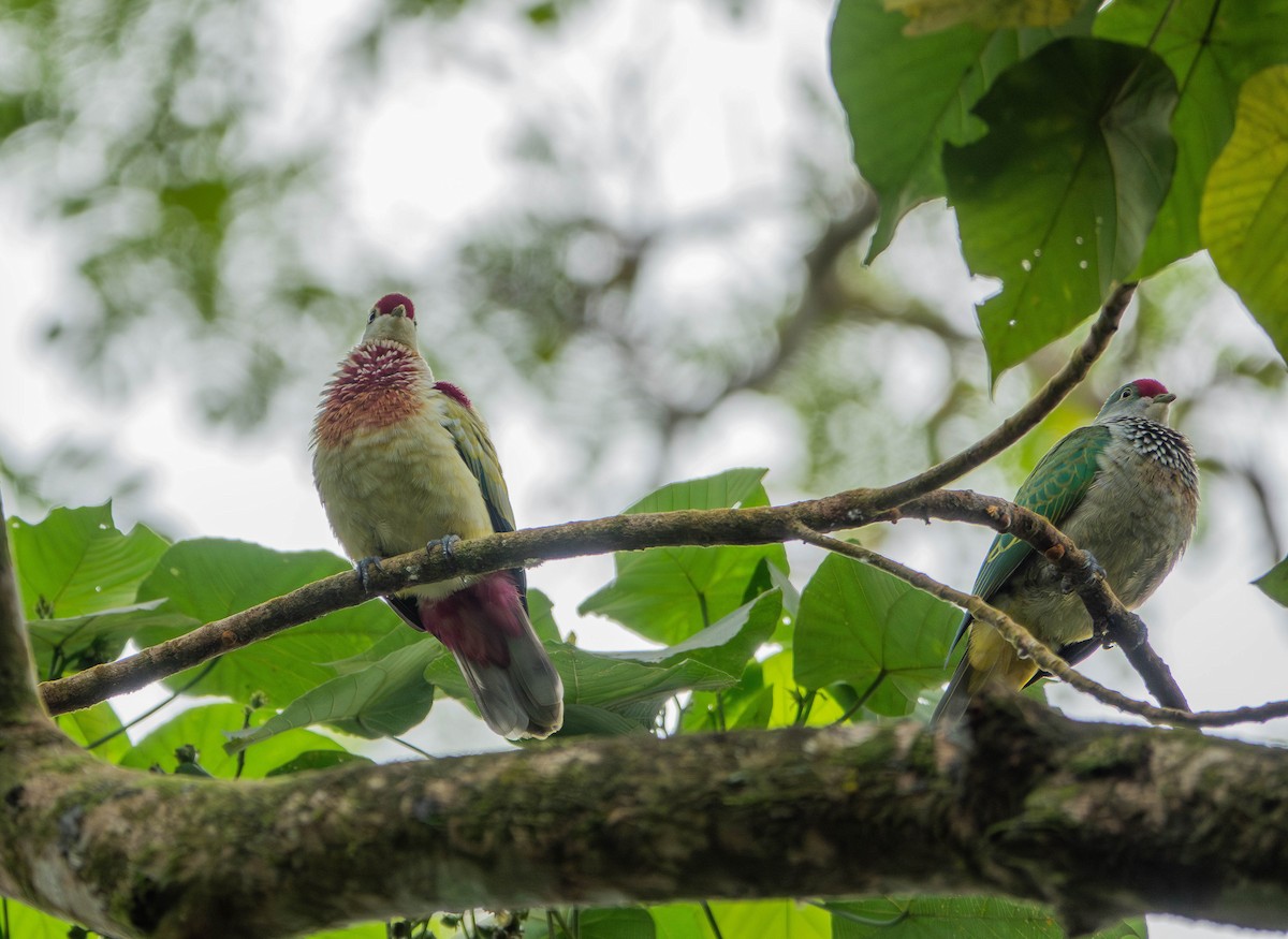 Many-colored Fruit-Dove - ML641040758