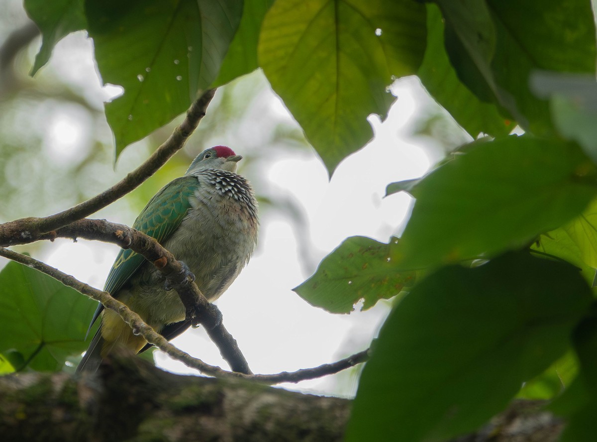 Many-colored Fruit-Dove - ML641040759