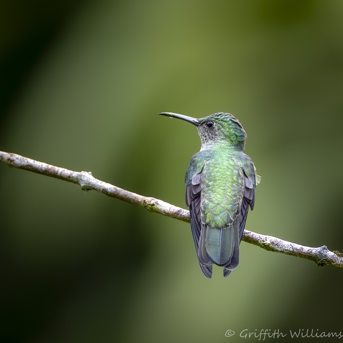 Scaly-breasted Hummingbird - ML641040769
