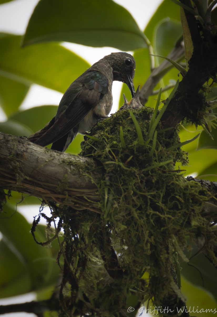 Scaly-breasted Hummingbird - ML641040771