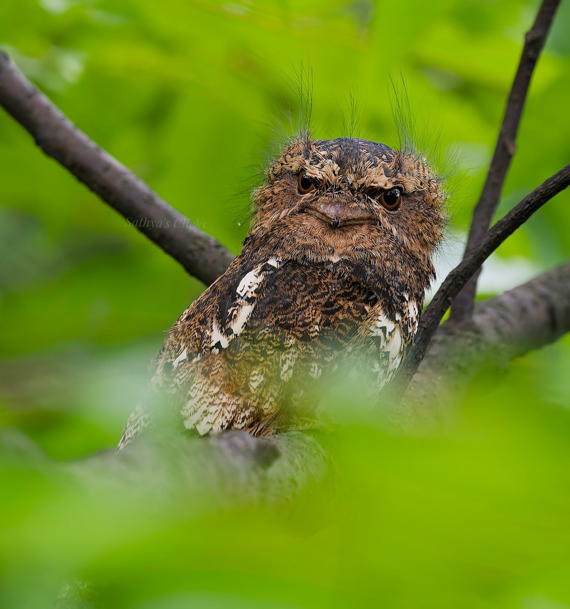 Hodgson's Frogmouth - ML641040777
