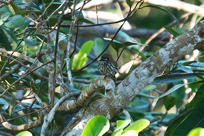 Lanceolated Monklet - ML641040796