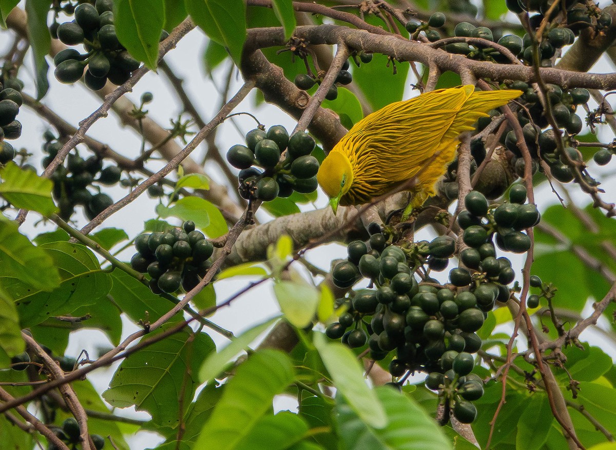 Golden Dove - ML641040800