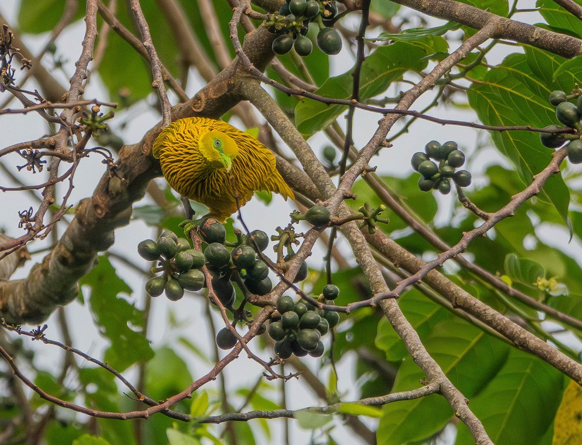 Golden Dove - ML641040801