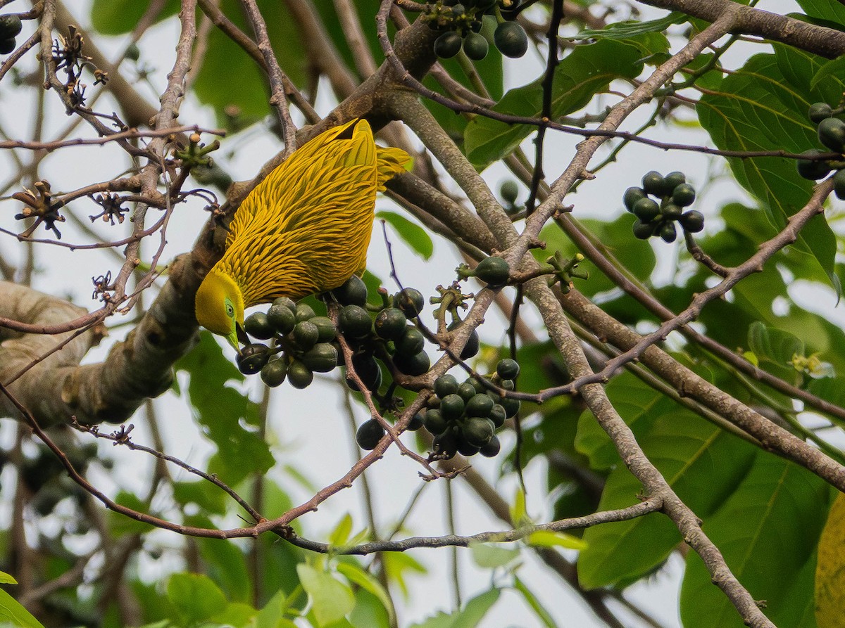 Golden Dove - ML641040805
