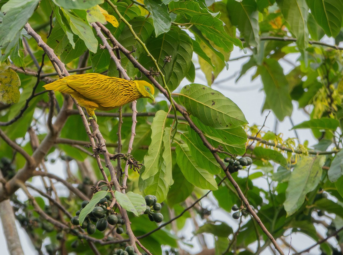 Golden Dove - ML641040806