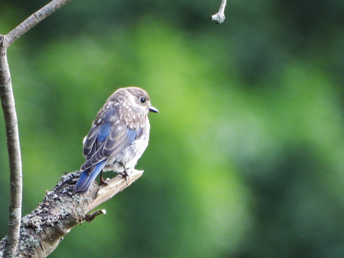 Eastern Bluebird - ML641040807