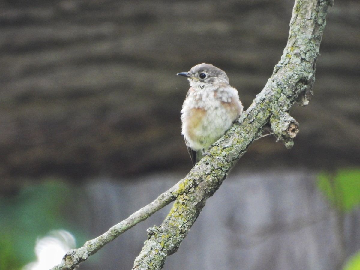 Eastern Bluebird - ML641040808