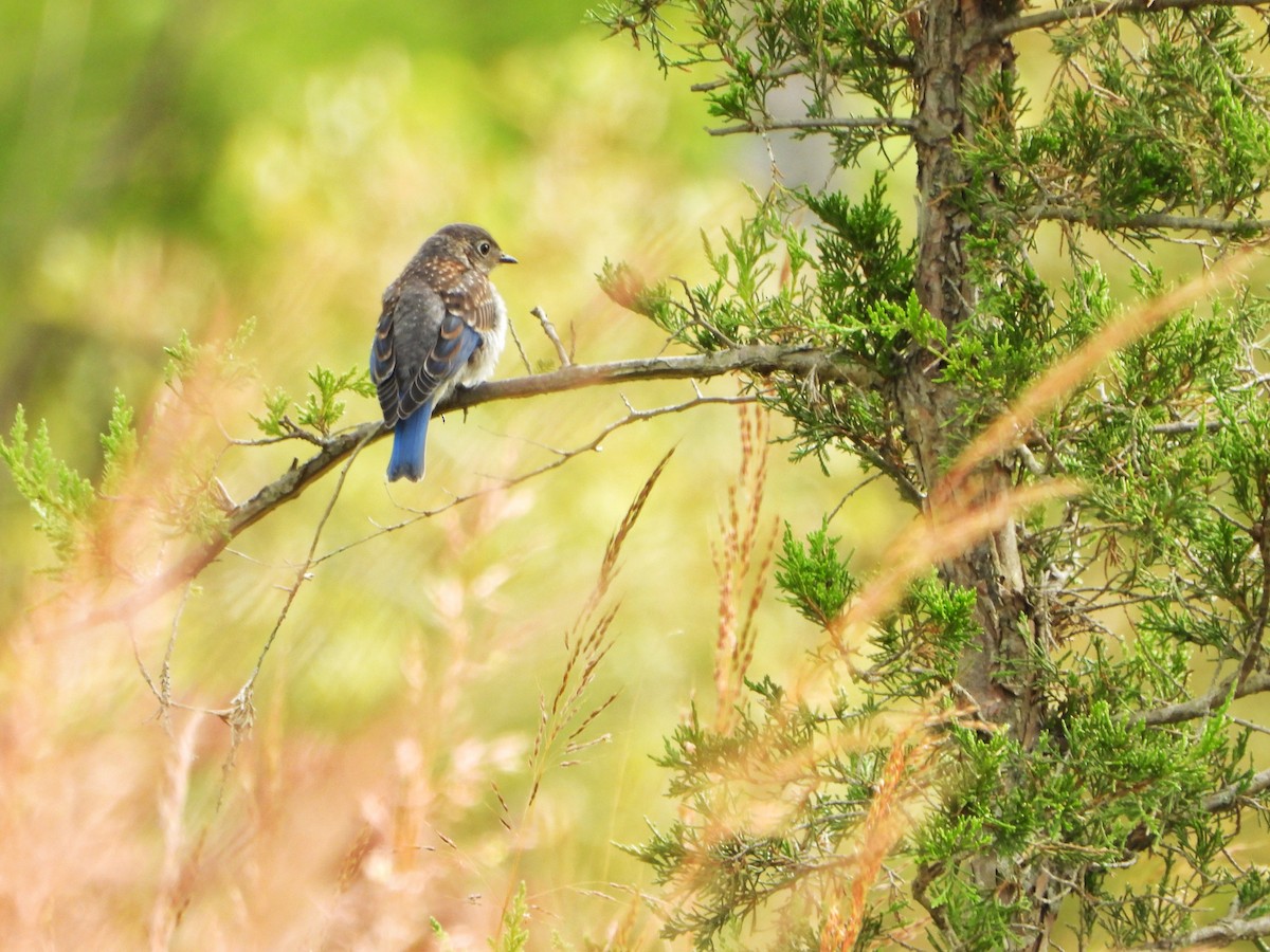 Eastern Bluebird - ML641040809