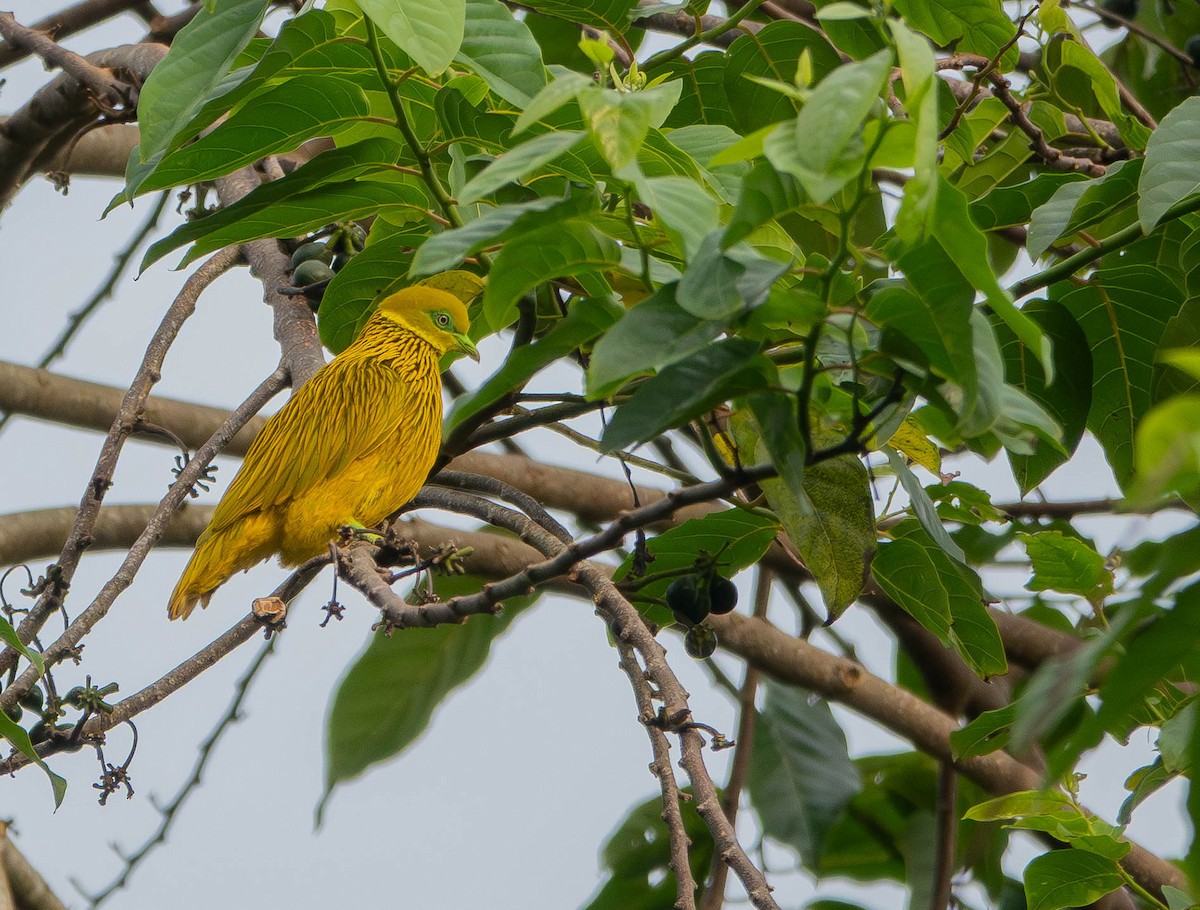 Golden Dove - ML641040815