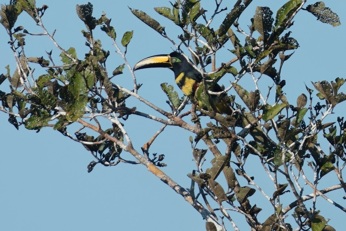 Many-banded Aracari - ML641040820