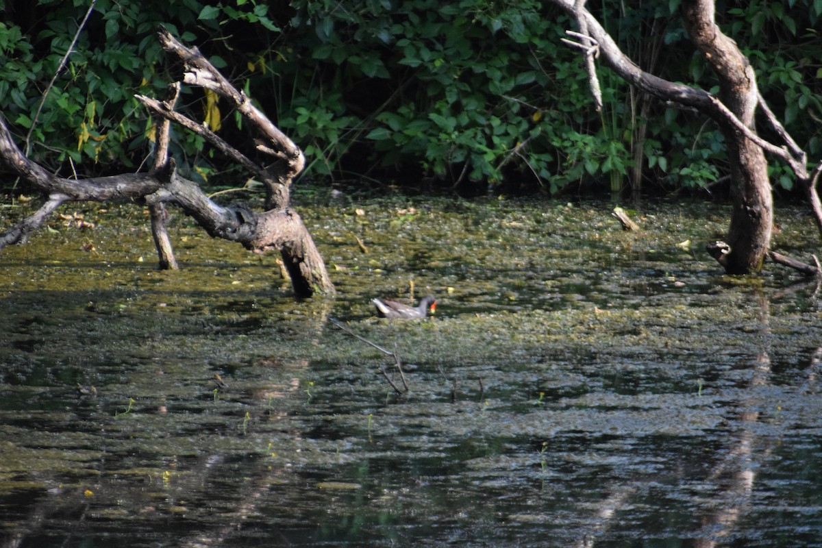 Eurasian Moorhen - ML641040829