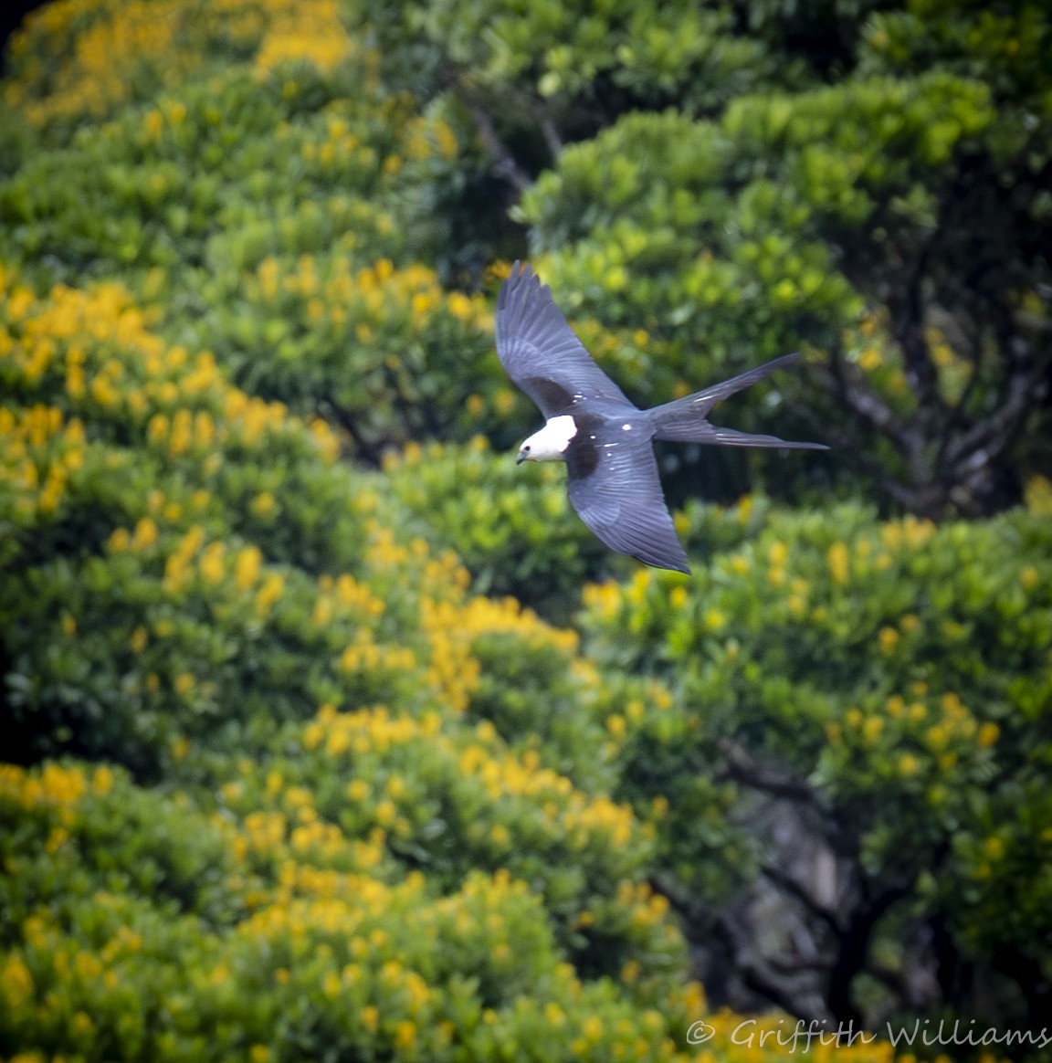 ツバメトビ - ML641040850