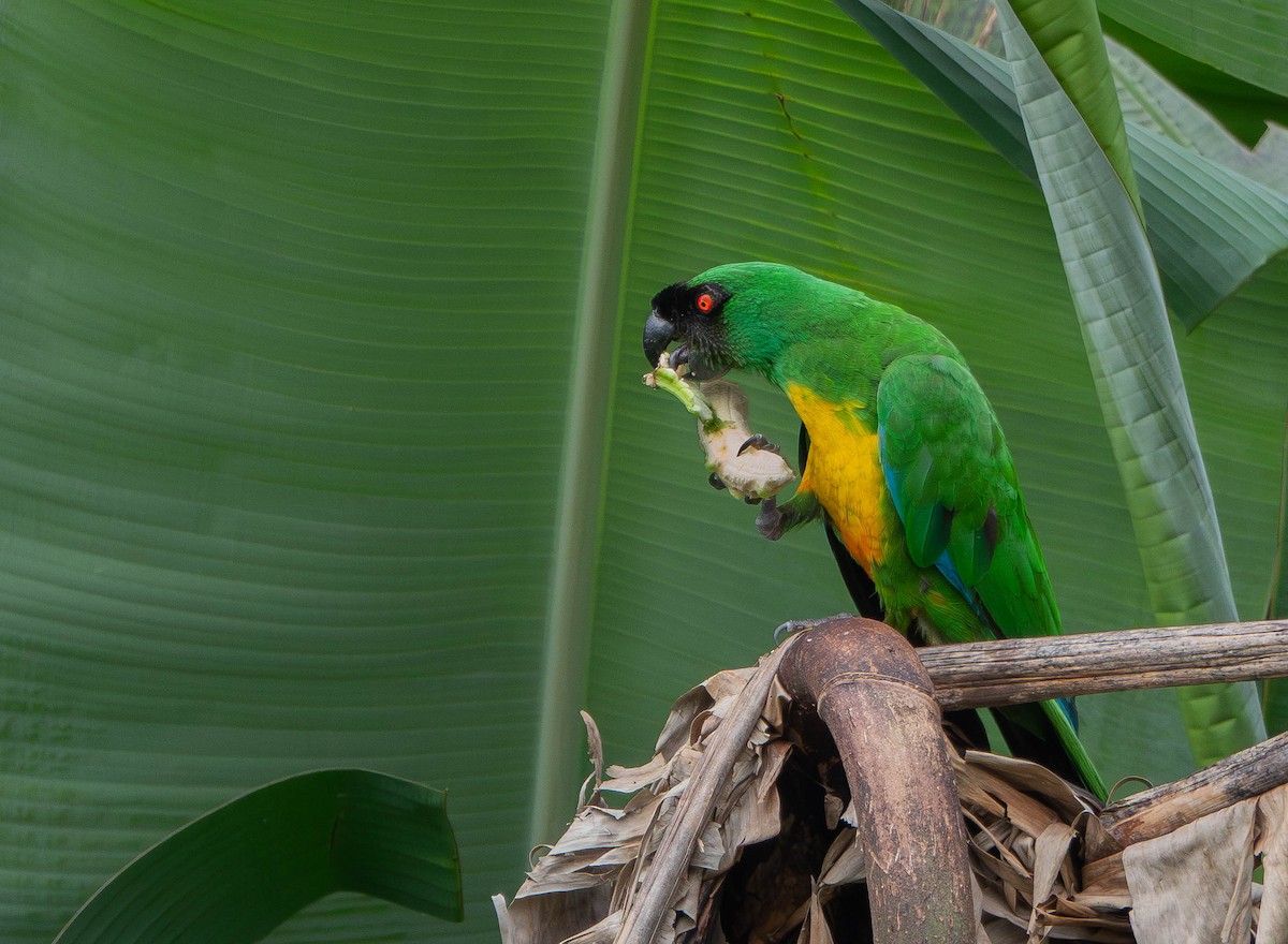 Masked Shining-Parrot - ML641040851