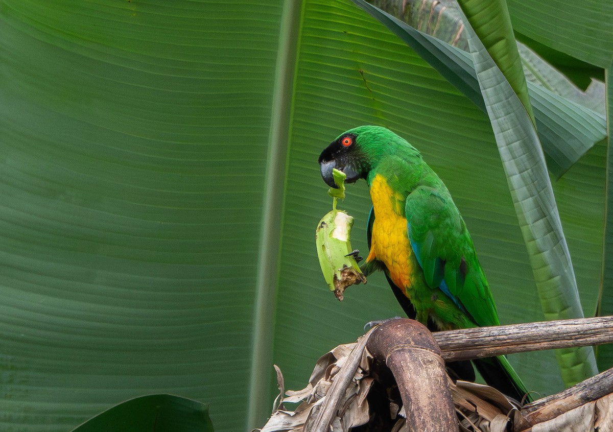 Masked Shining-Parrot - ML641040852