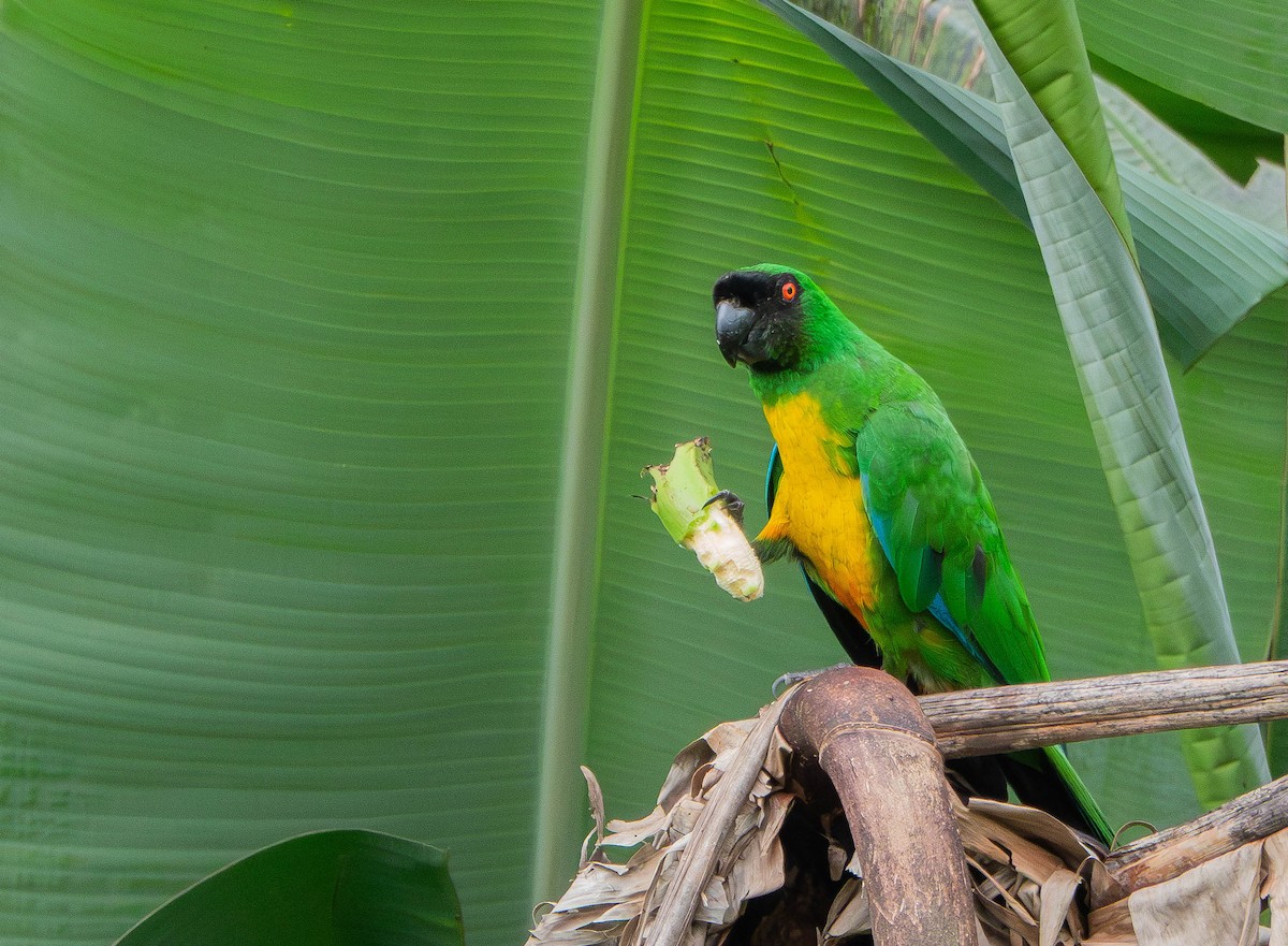 Masked Shining-Parrot - ML641040853