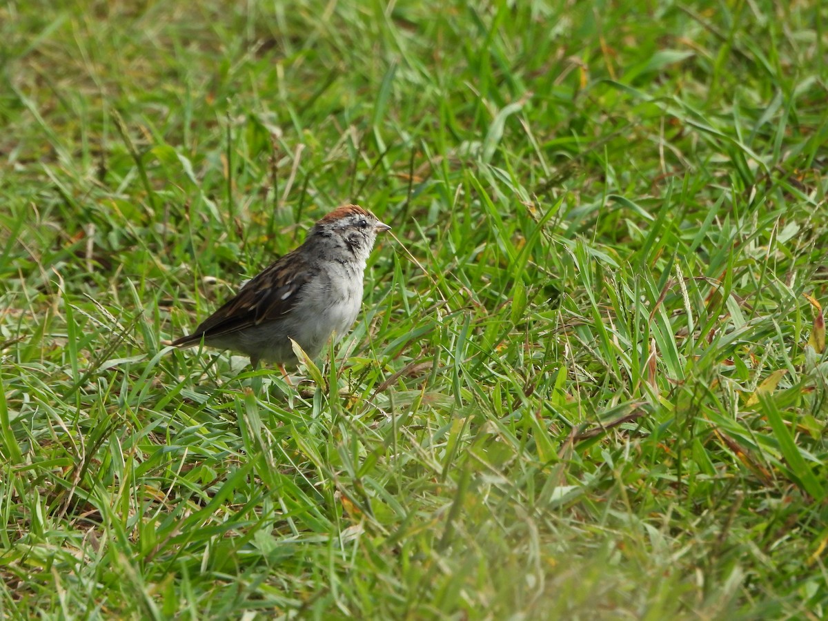 Chipping Sparrow - ML641040871