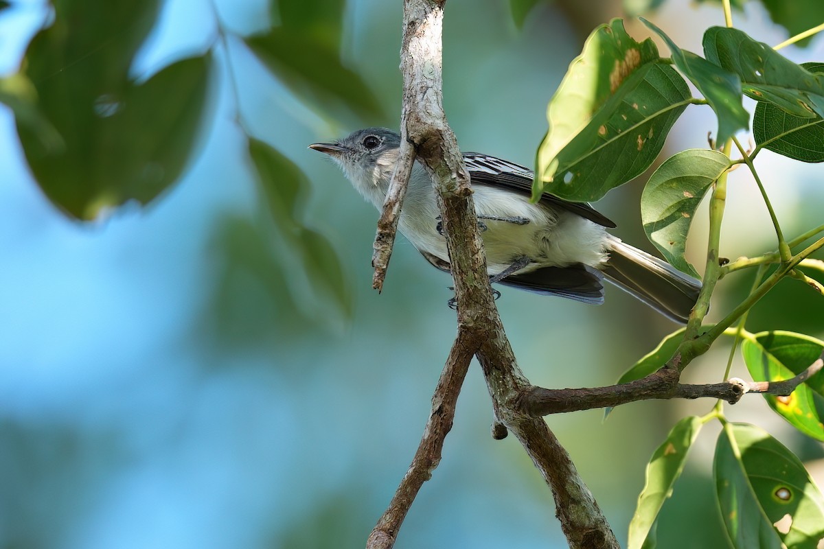 Amazonian Elaenia - ML641040872
