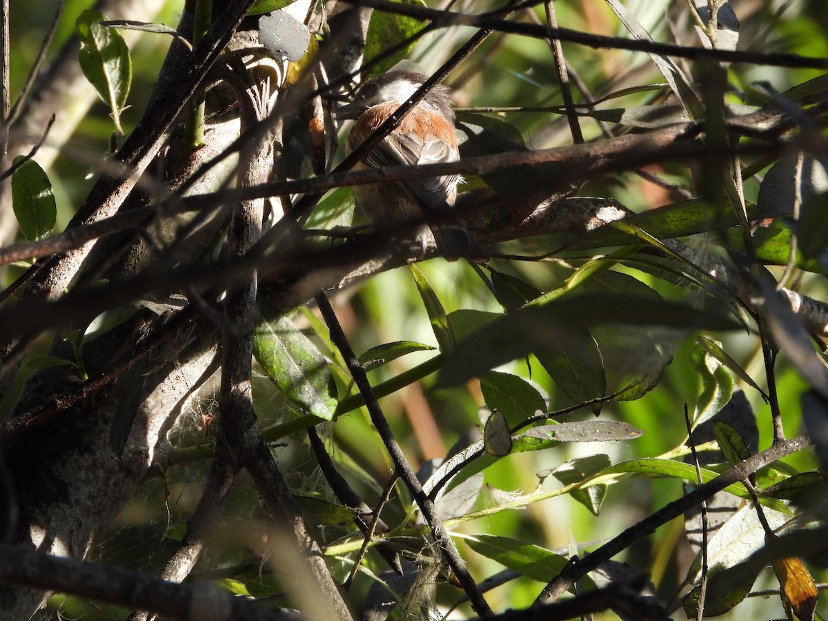 Chestnut-backed Chickadee - ML641040881