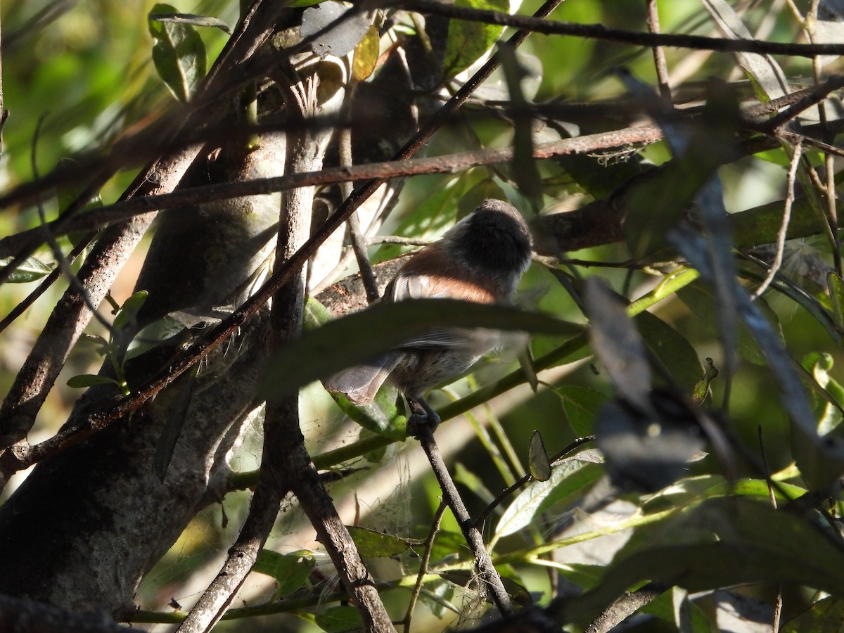 Chestnut-backed Chickadee - ML641040883