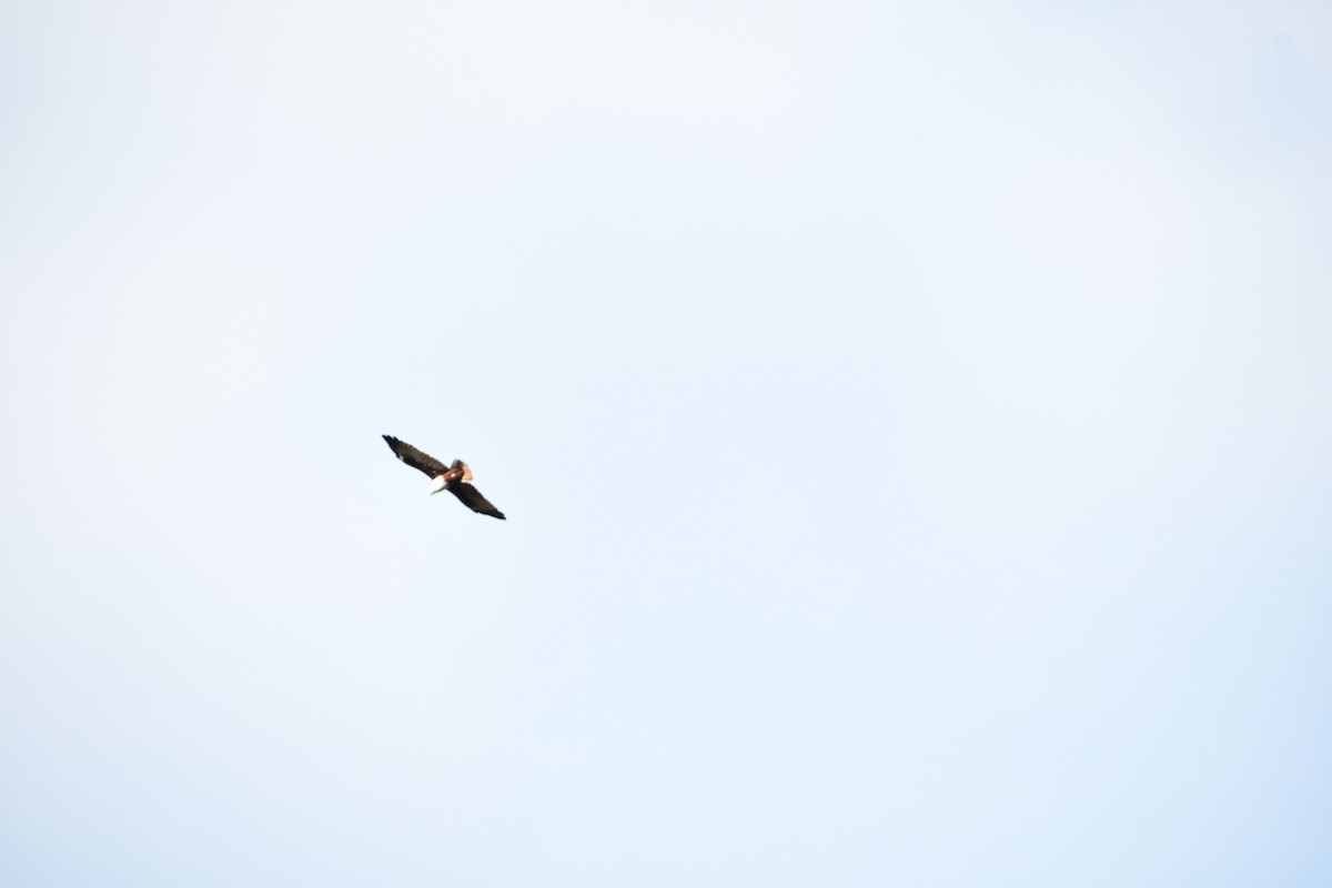 Brahminy Kite - ML641040890