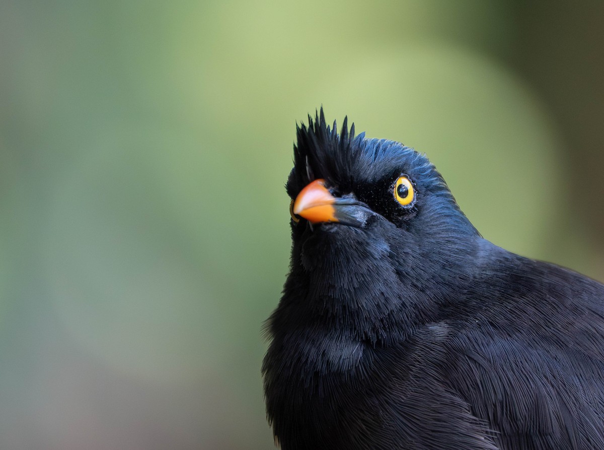 Jungle Myna - ML641040898