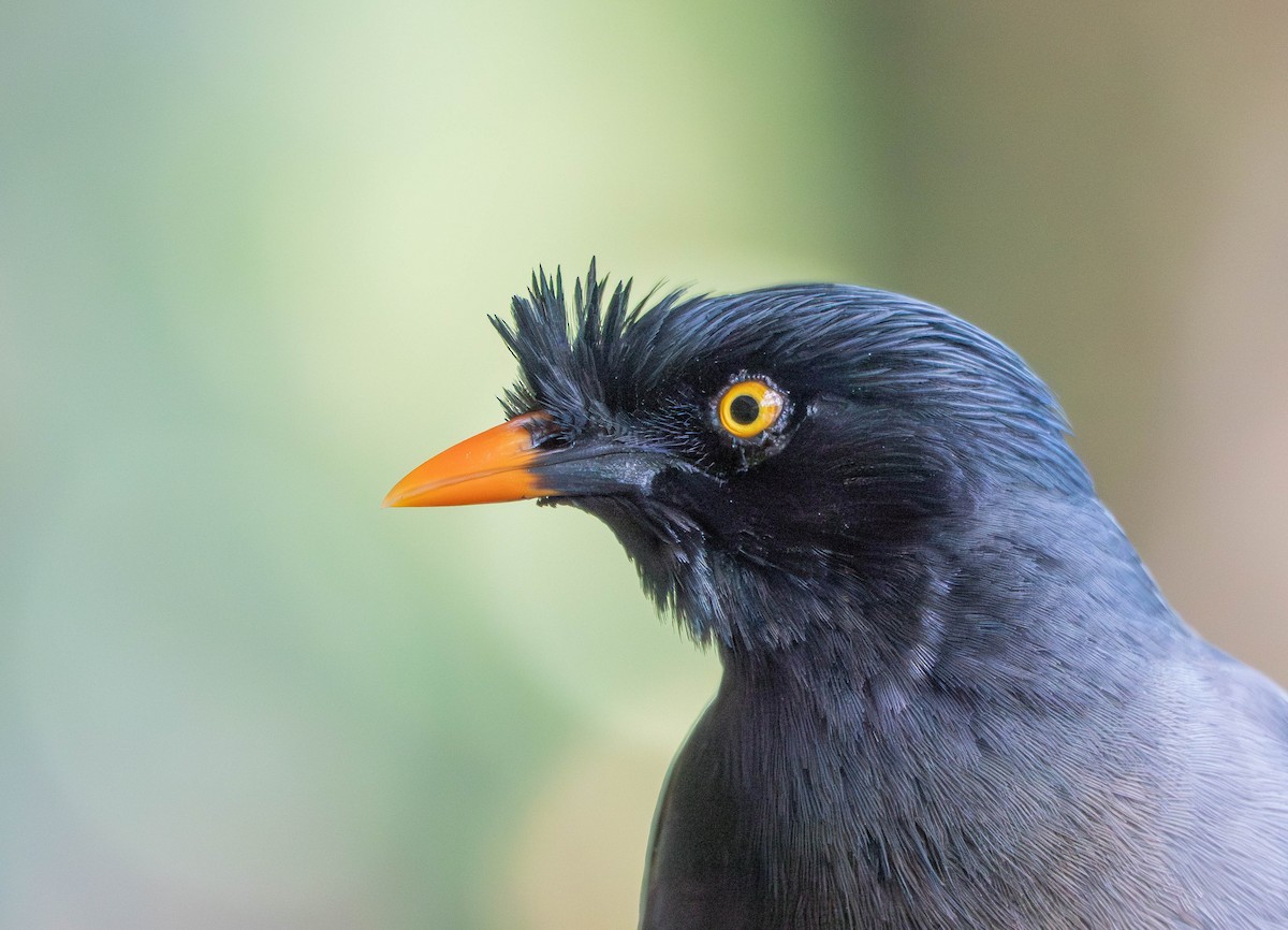 Jungle Myna - ML641040899