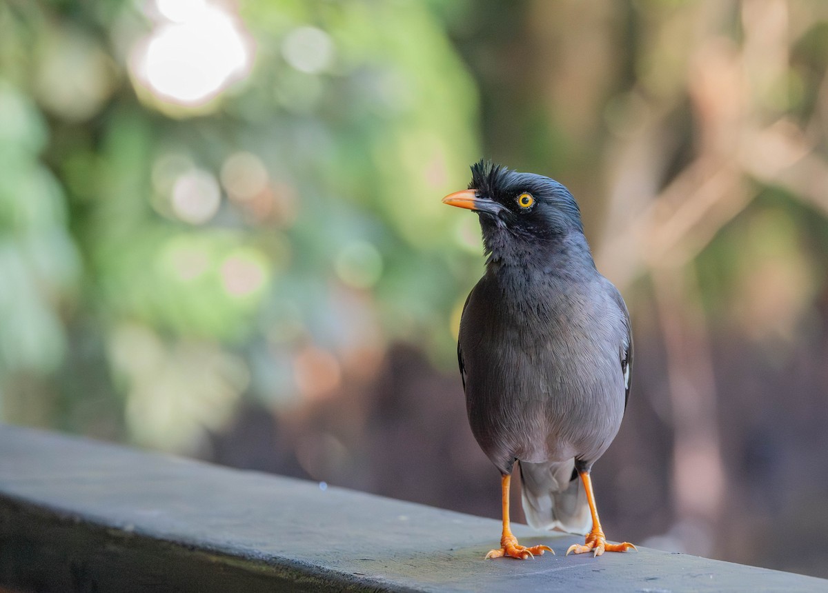 Jungle Myna - ML641040900
