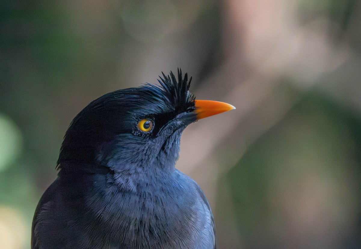 Jungle Myna - ML641040901