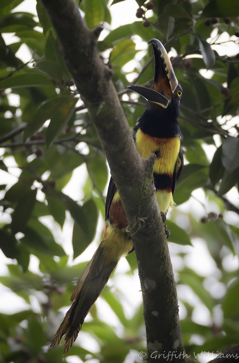 Collared Aracari - ML641040902