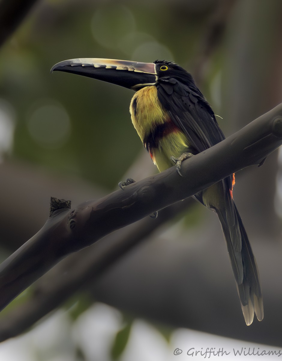 Collared Aracari - ML641040906