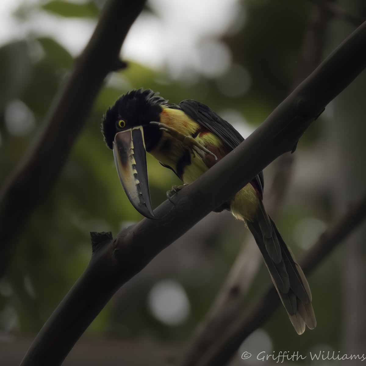 Collared Aracari - ML641040910