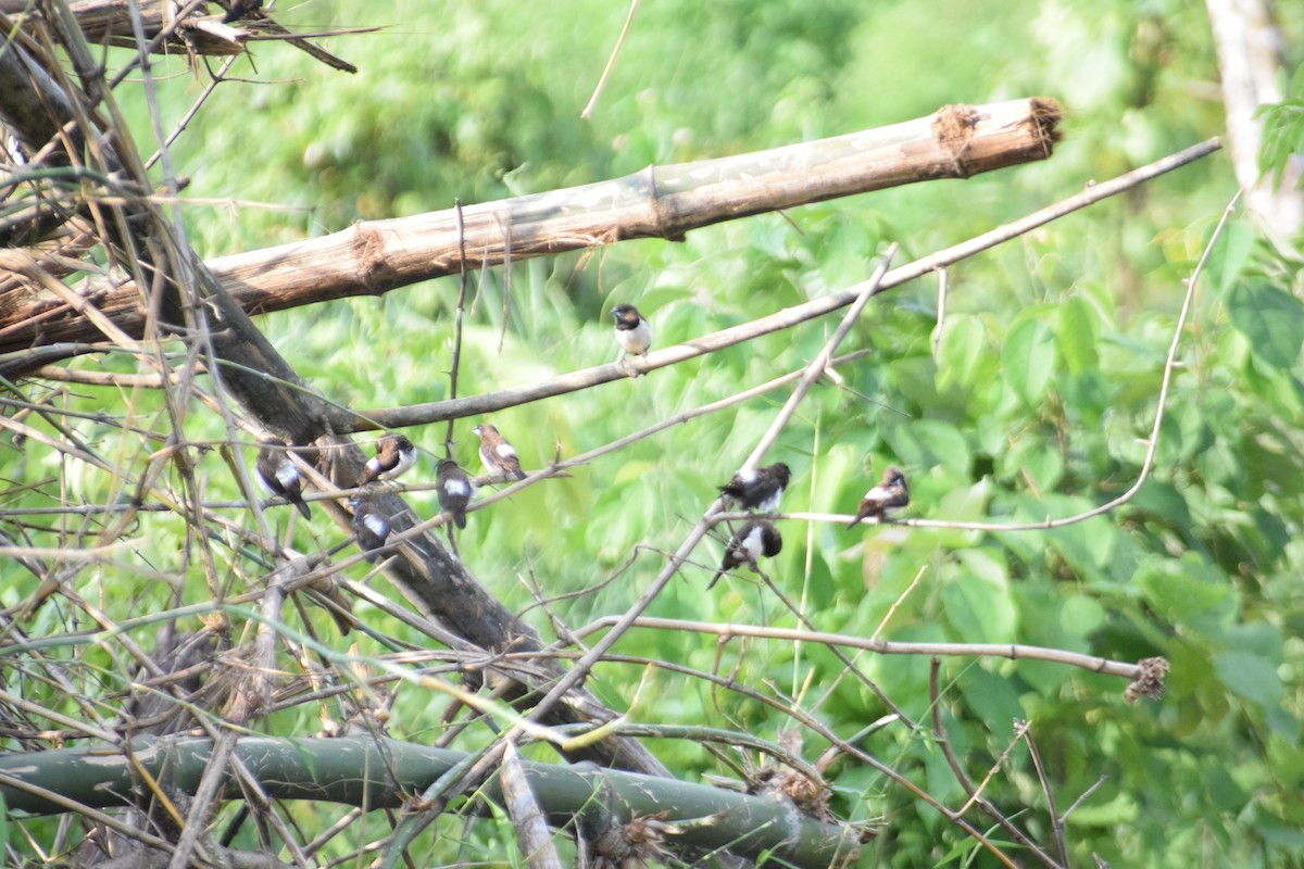 White-rumped Munia - ML641040922
