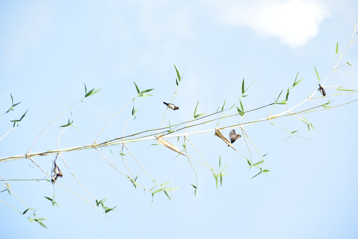White-rumped Munia - ML641040934