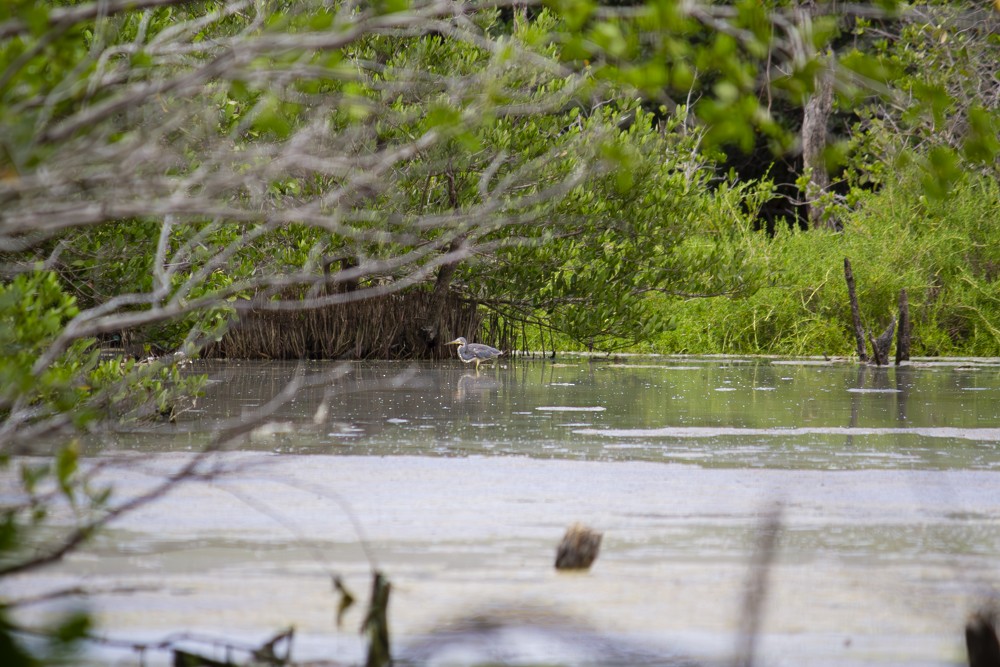 Tricolored Heron - ML641040936