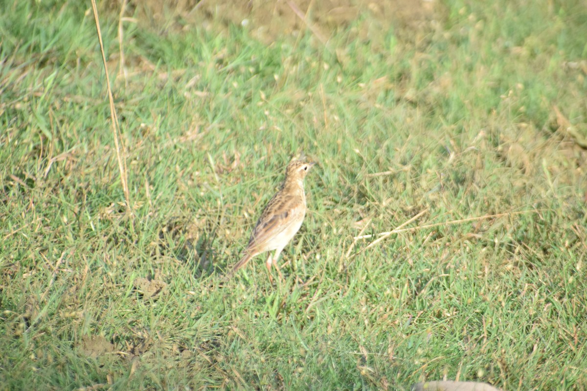 Paddyfield Pipit - ML641040944