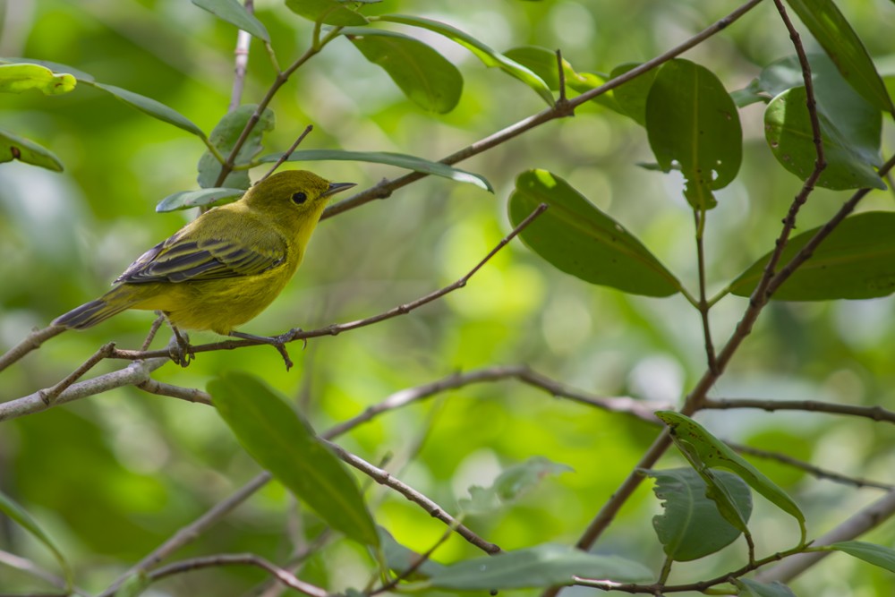 Yellow Warbler - ML641040948