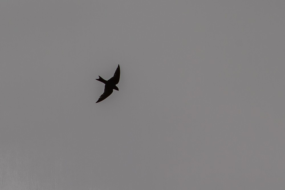 Cuban Martin - ML641040951