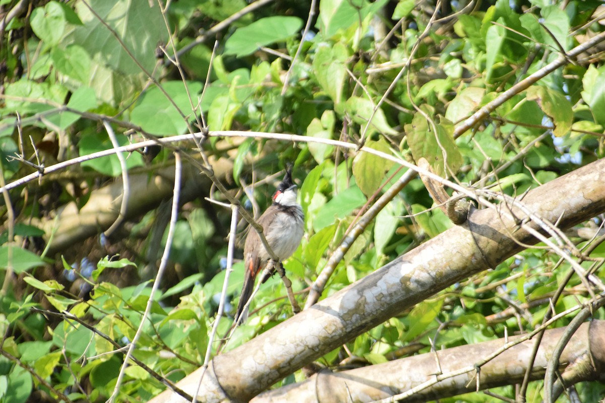 Red-whiskered Bulbul - ML641040954