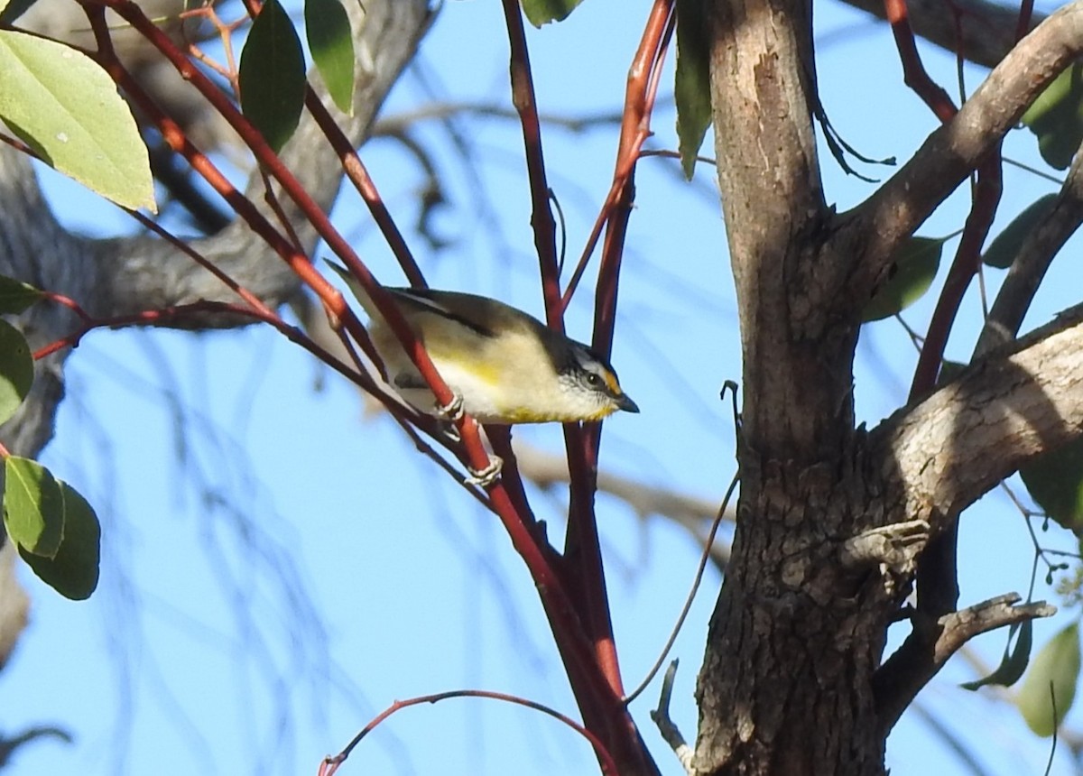 Striated Pardalote - ML641040960