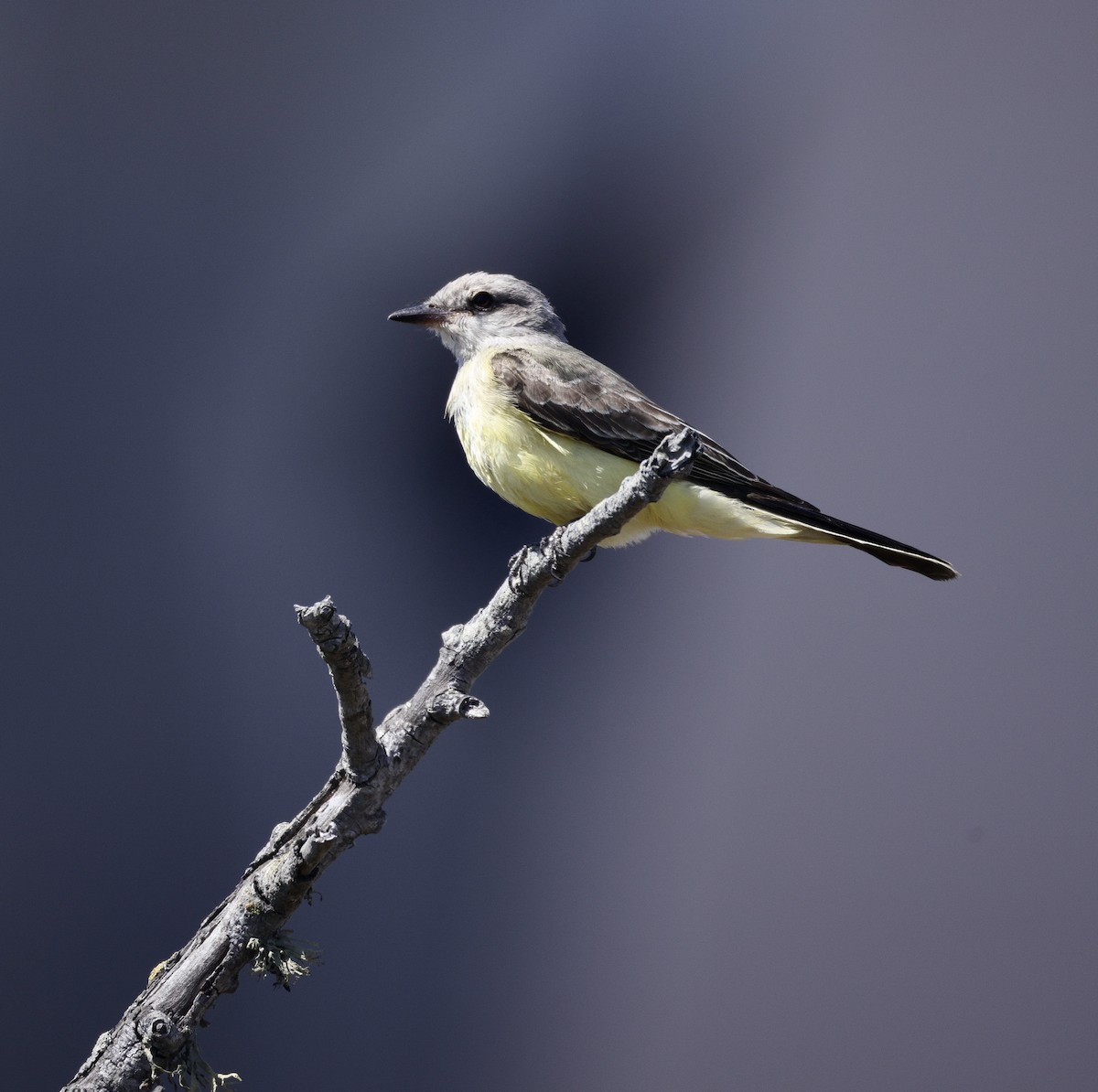 Western Kingbird - ML641040961