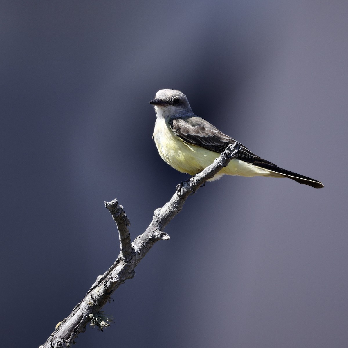Western Kingbird - ML641040964