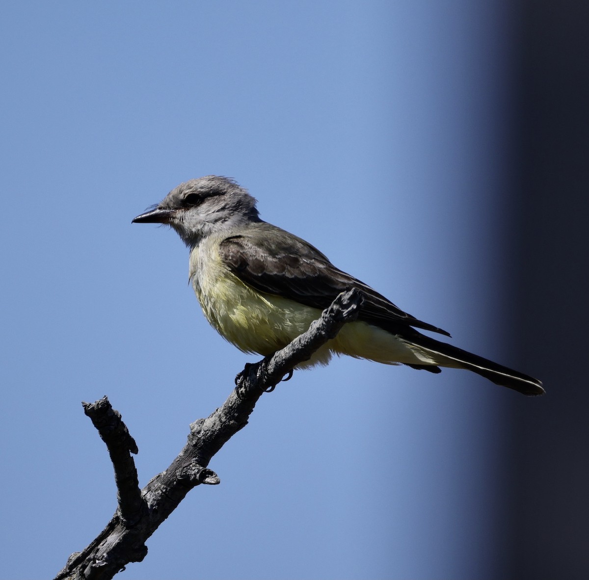 Western Kingbird - ML641040967